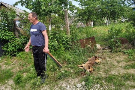 VIDEO//Cruzime fără margini, la Hîncești. Un bărbat a luat o bucată de scândură și și-a bătut fără milă câinele