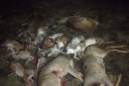 Dosar penal la Sângerei, după ce fiul șefului pe ecologie ar fi împușcat mai multe căprioare