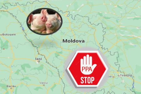 ANSA: Au fost închise toate focarele de pestă porcină africană în teritoriul Republicii Moldova