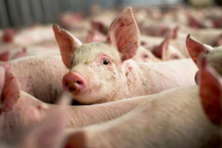Un nou caz de pestă porcină africană, depistat în raionul Criuleni