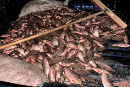 FOTO/ Circa 250 kg de pește, prinse ilegal din Nistru: Doi moldoveni, cercetați pentru braconaj piscicol