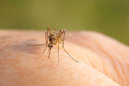 ANSP vine cu recomandări în scopul protejării de infecție cu virsul West Nile