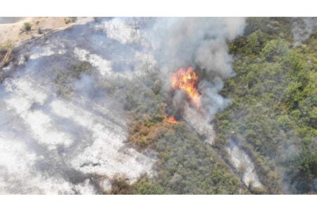 Incendiu de vegetație masiv la Cahul. Focul a distrus aproximativ 10 hectare de pădure