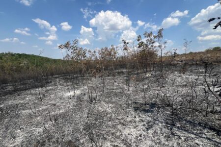Incendiul din Cahul a afectat aproximativ 20 de hectare de teren. Va fi nevoie de șapte ani pentru a readuce pădurea în starea în care era înainte