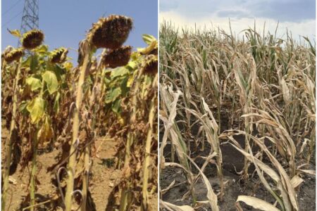 Bolea: 14 raioane, preponderent din centrul și nordul țării, au prezentat rapoarele privind starea culturilor agricole