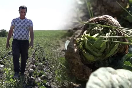 VIDEO/ Seceta a compromis culturile legumicole. Agricultor: „Față de anii precedenți, anul acesta în jur de 50% este afectată cultura.”