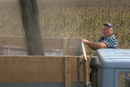 VIDEO/ În raioanele din sud-estul țării a început recoltarea culturii de floarea-soarelui