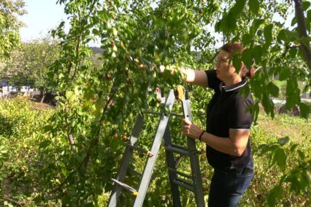 VIDEO/ Fructul exotic – ziziphus, cultivat în satul Zaim din raionul Căușeni