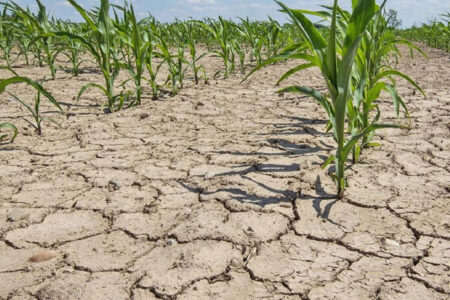 Comisia pentru Situații Excepționale a alocat 100 milioane de lei pentru a ajuta fermierii afectați de secetă