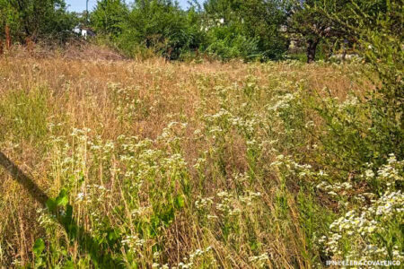 Terenurile agricole neîngrijite vor fi date în arendă de primării. Noul Cod Funciar, aprobat de Guvern