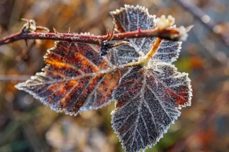 Meteorologii au emis Cod Galben de îngheț. Temperaturile vor ajunge la -4 grade Celsius la suprafața solului