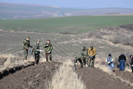 Peste 26 de milioane de puieți urmează să fie plantați pe o suprafață de peste 4.000 de hectare, în această toamnă