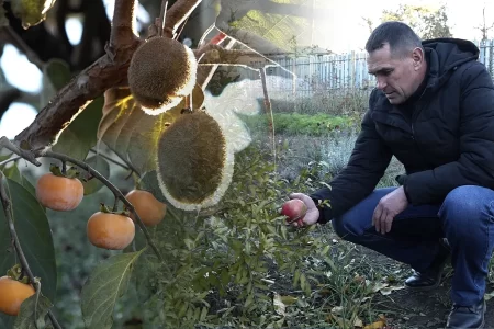 VIDEO/ A amenajat o grădină exotică în propria curte. Un bărbat din orașul Drochia crește arbuști de kaki, kiwi, rodii și chiar smochine