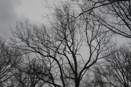 Vremea se încălzește ușor. Vom avea parte de cer noros, însă fără precipitații