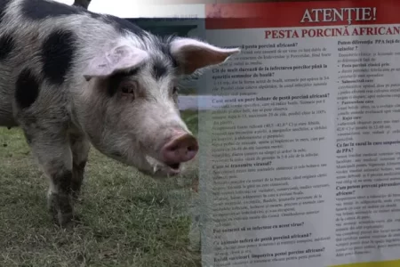 VIDEO/ Focare de pestă porcină africană, confirmate în două localități din raionul Dondușeni și trei din raionul Drochia