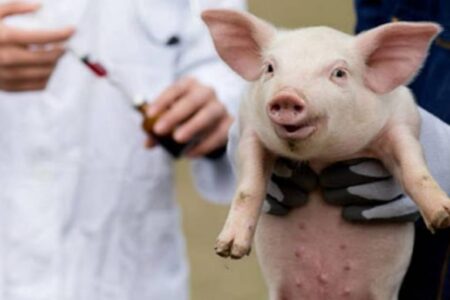 ÎNCĂ DOUĂ FOCARE DE PESTĂ PORCINĂ CONFIRMATE